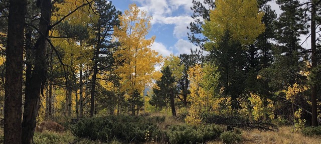 Gorgeous Fall Colors at Quartz Point Ranch: 20 beautiful acres to roam! in Black Hawk