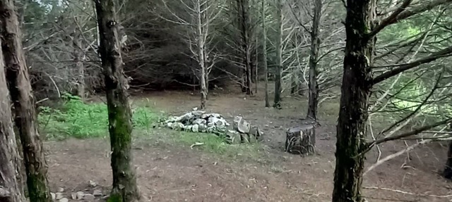 Lonely Pine @B Berry Farms in Elkland