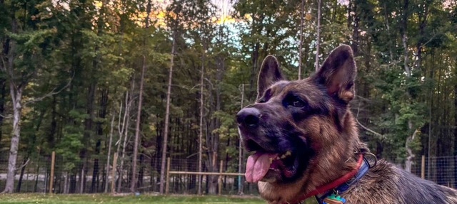 Michi's Base Camp: Your Dog-Friendly Escape Begins in Maple City